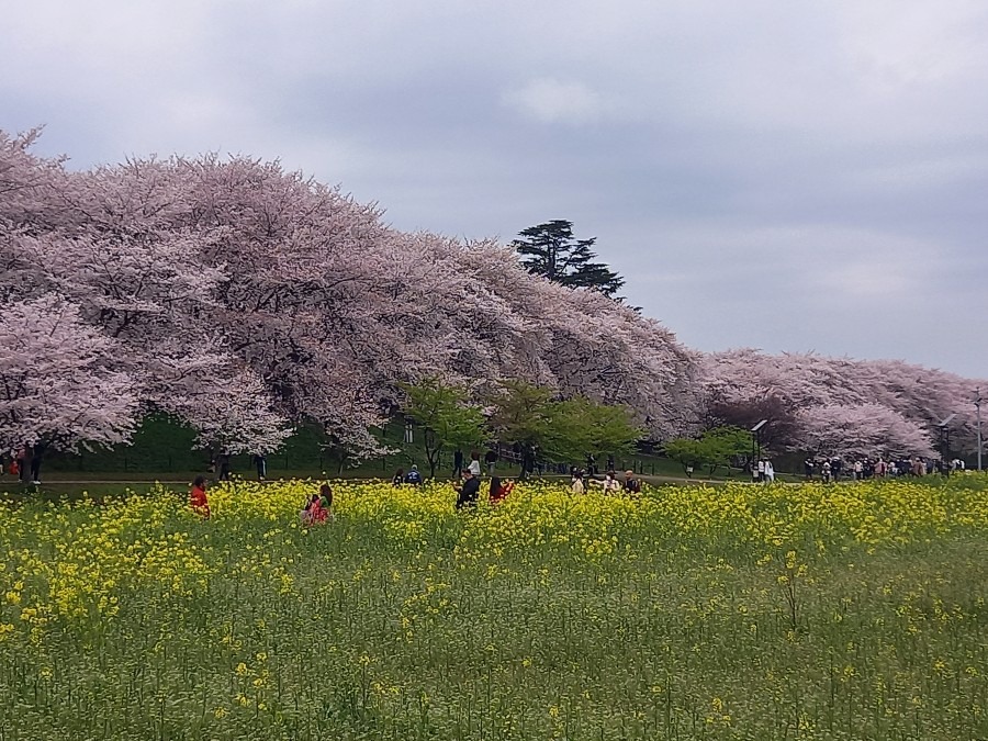 桜