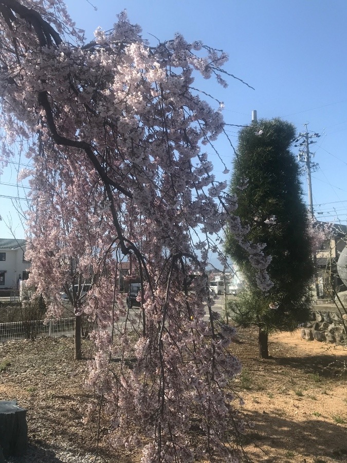 枝垂れ桜