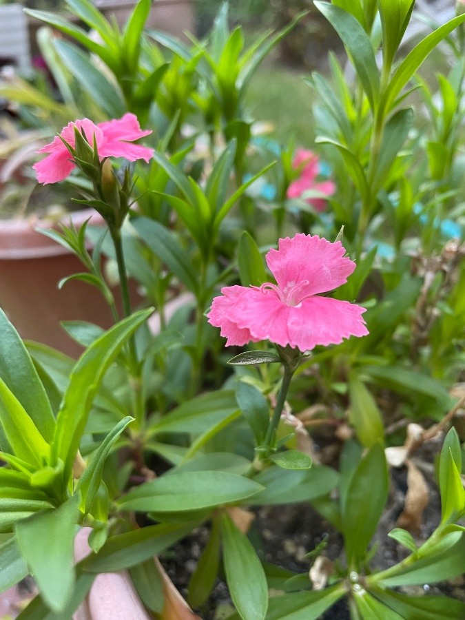 なでしこの花