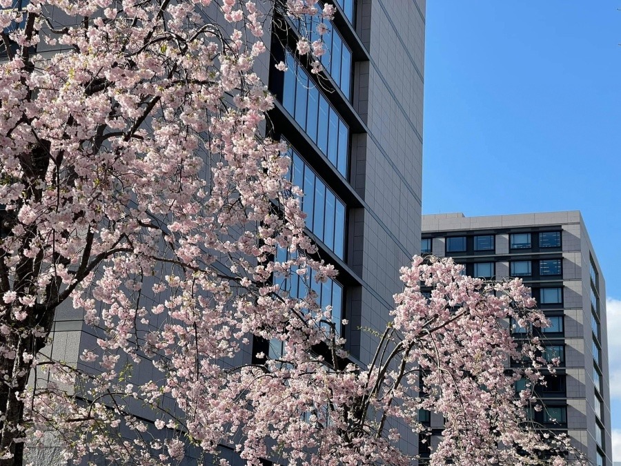 🌸議員会館🌸