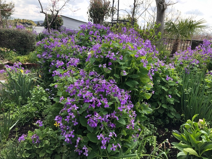 大根の花