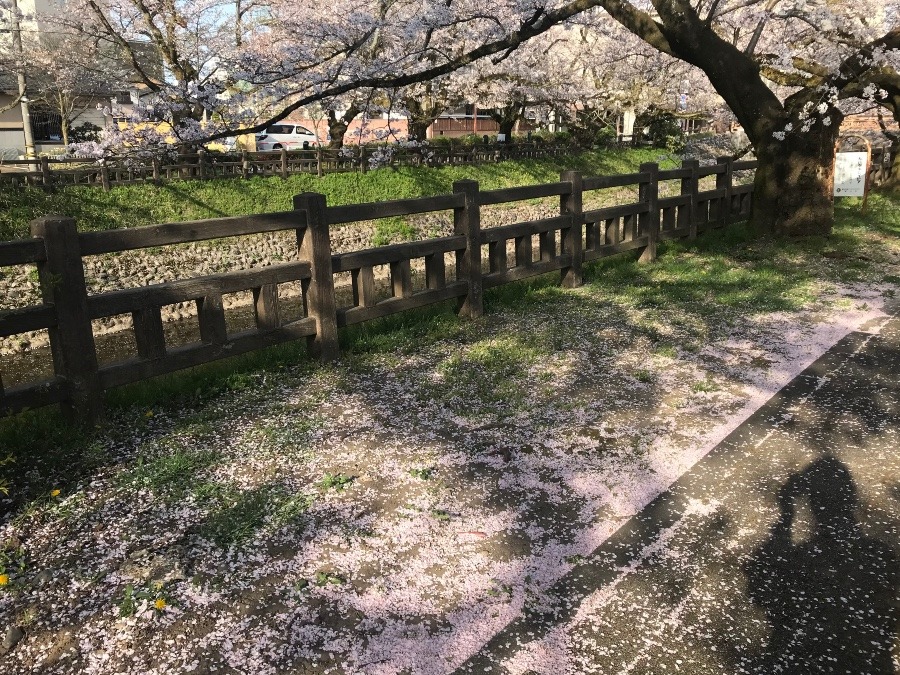 今日の桜