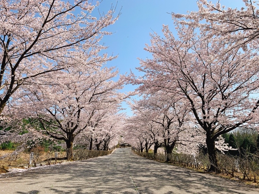 お花見スポット見つけた‼️