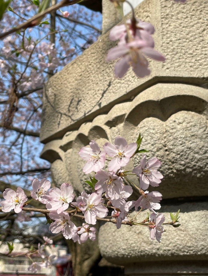 やっと間近で見れた〜^_^🌸