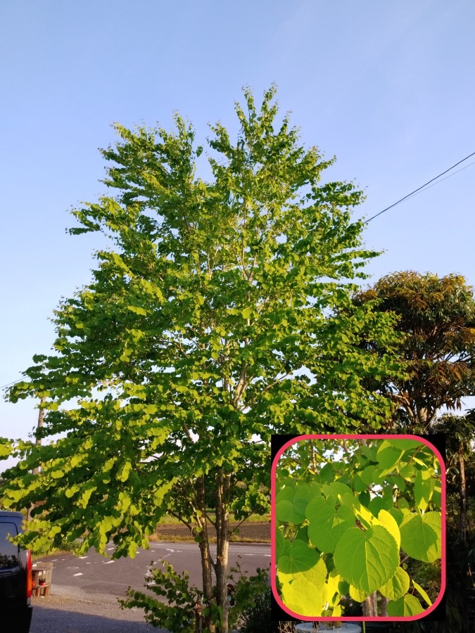 😨私の頭は関係有りません😱　家の花達🤗【カツラ】