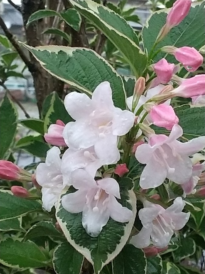 今日出会った花④