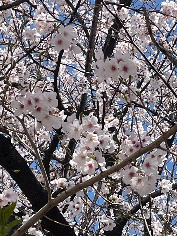 お花見🌸