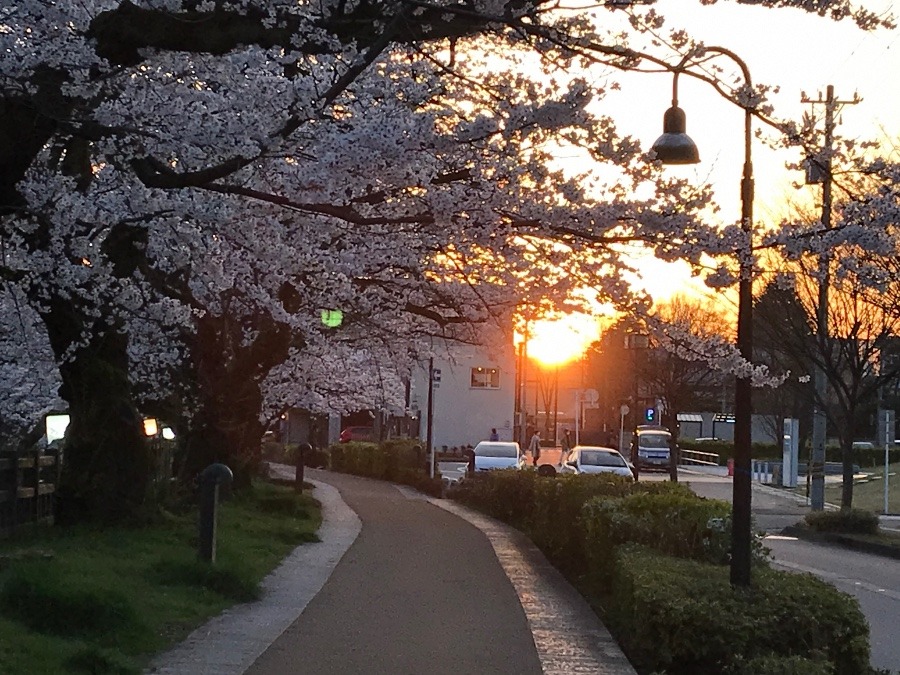 夕日と桜🌸