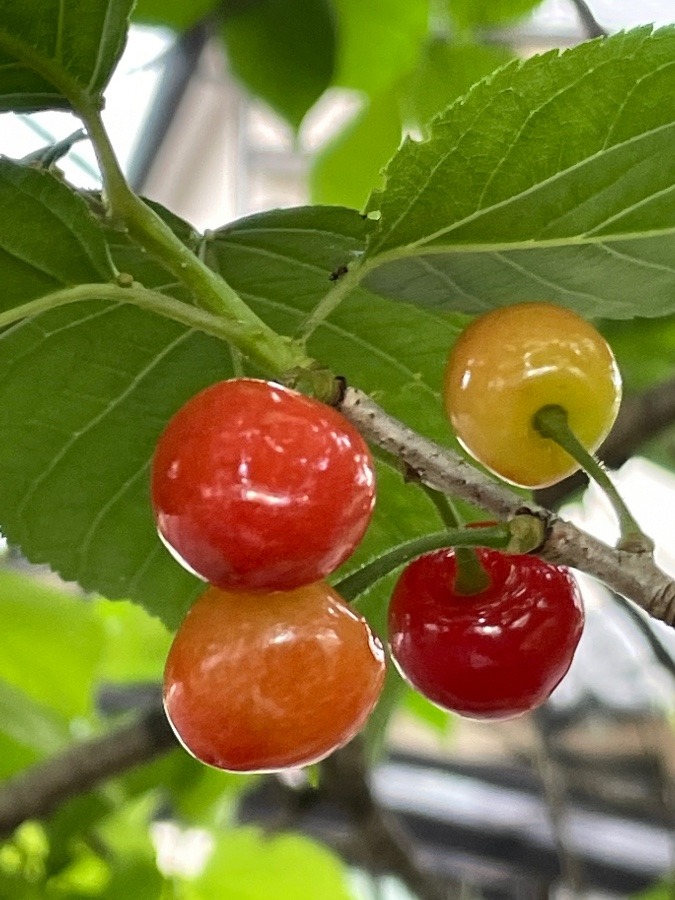 さくらんぼ🍒