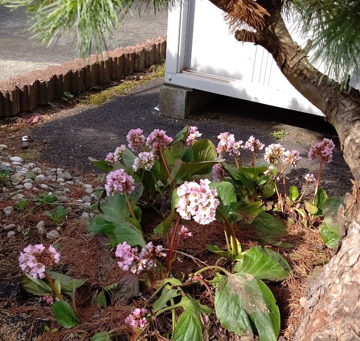 やっと 雪の下の花咲く＼(^-^)／