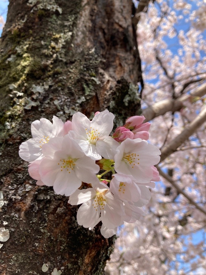 今日から4月🌸