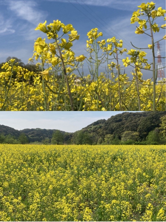 花倶楽部