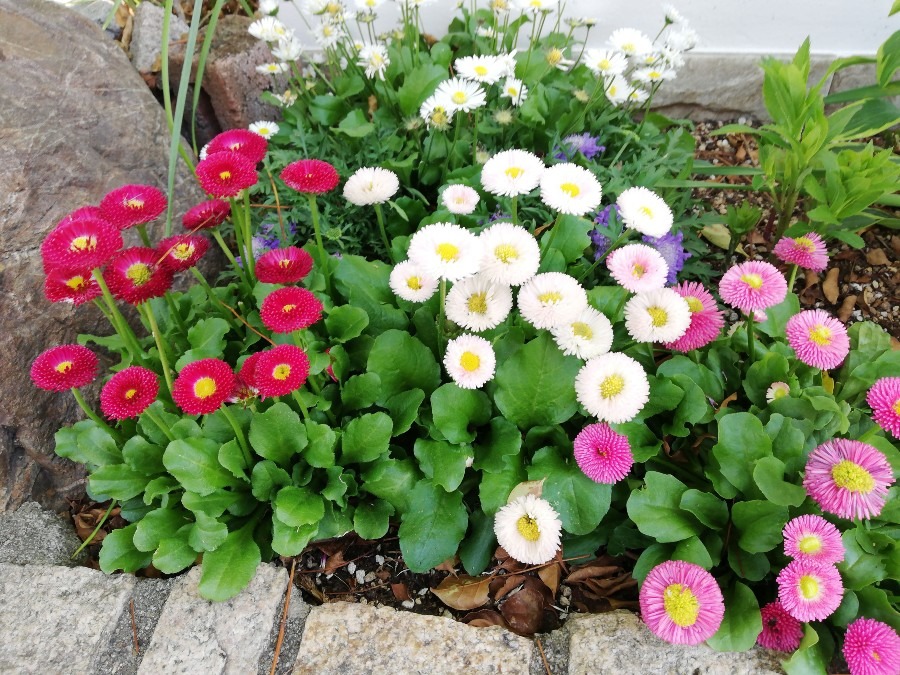 きれいな花🌼!