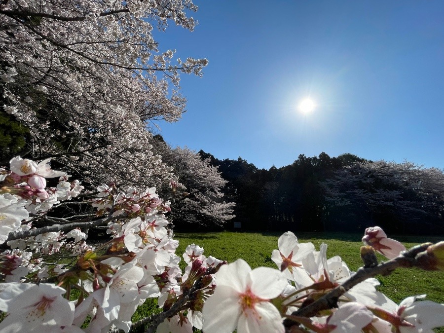 桜🌸　サクラ🌸