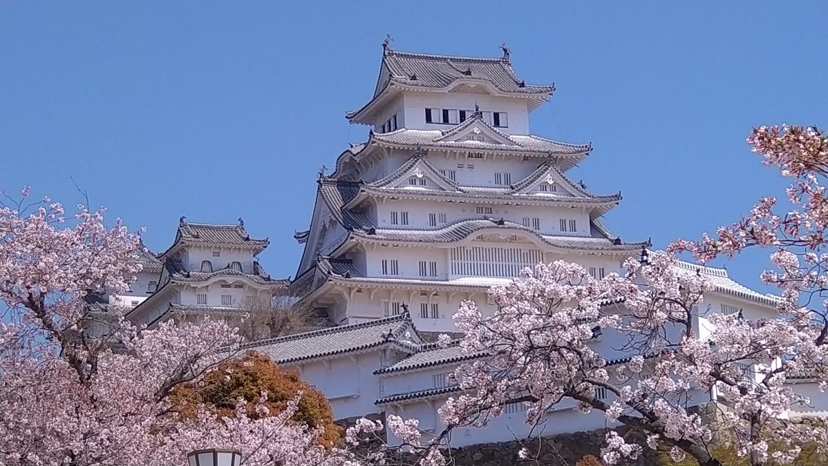 国宝と桜🌸