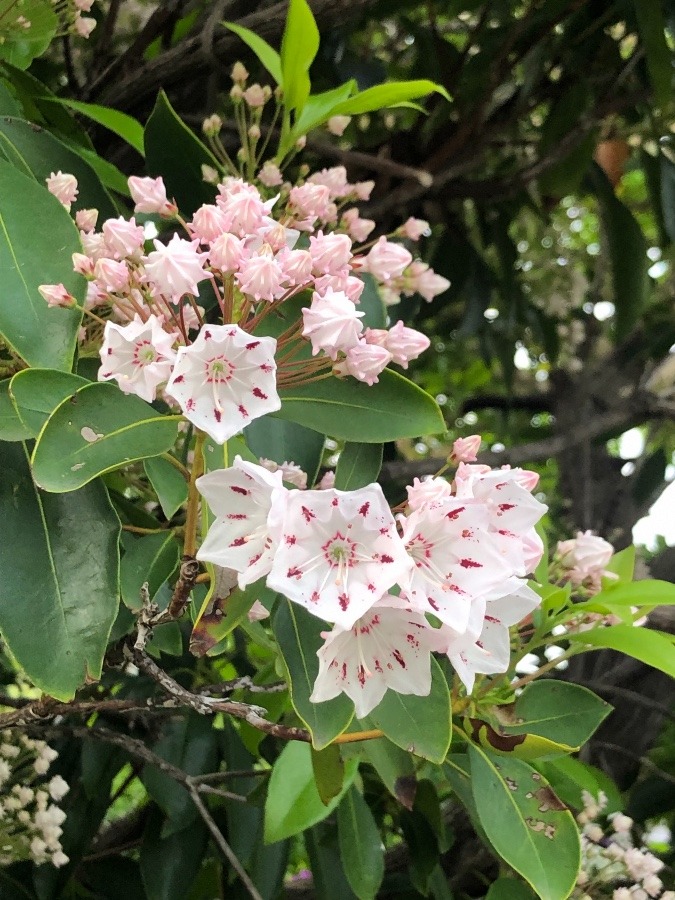 🌸もうすぐ満開✨