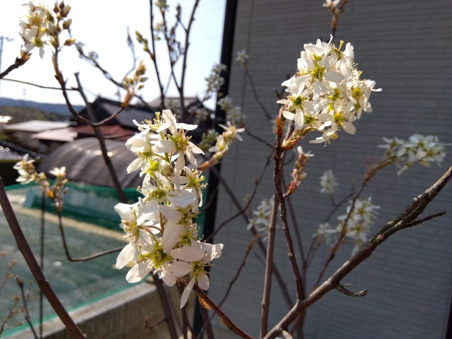 ベリーの花が咲いた　その２