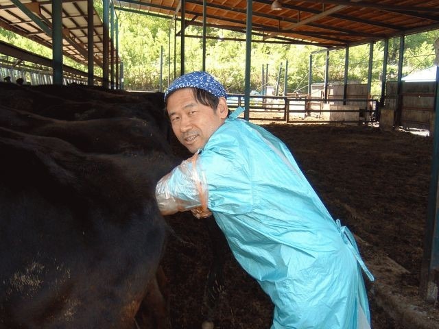 牛の直腸検査
