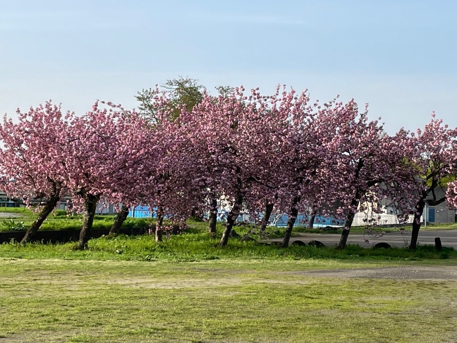 八重桜満開🌸