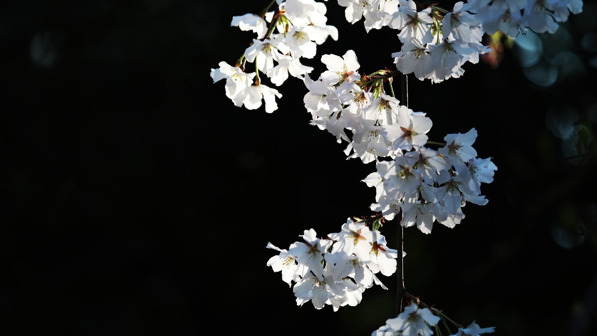 花あかり