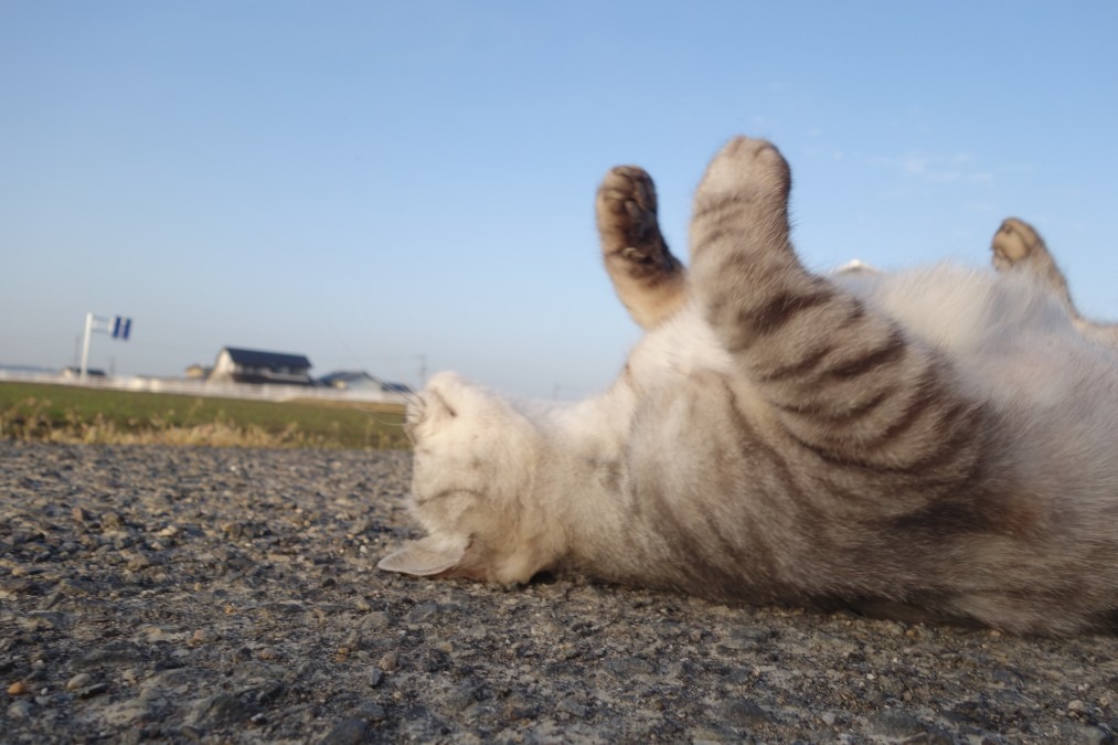 天仰ぐ猫参上