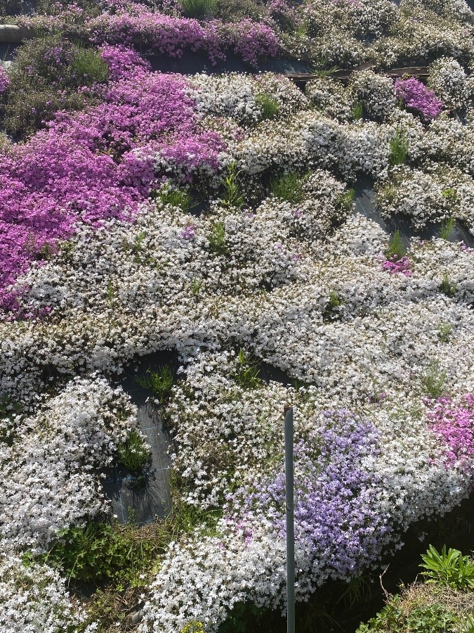 芝桜