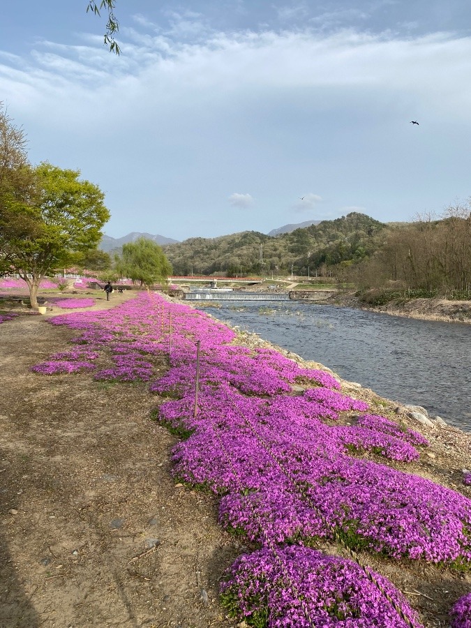 河川敷の芝桜