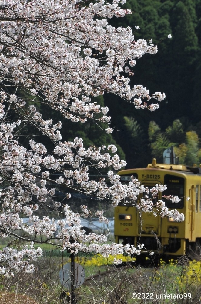 佐賀の風景「桜の頃」