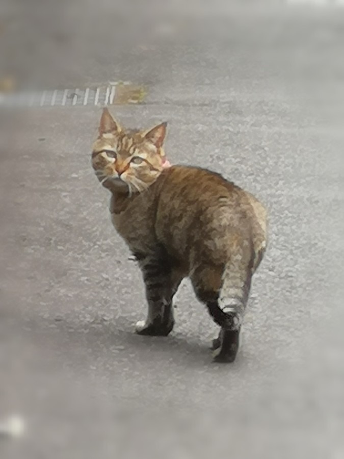 ご近所の　ユキちゃん❤️