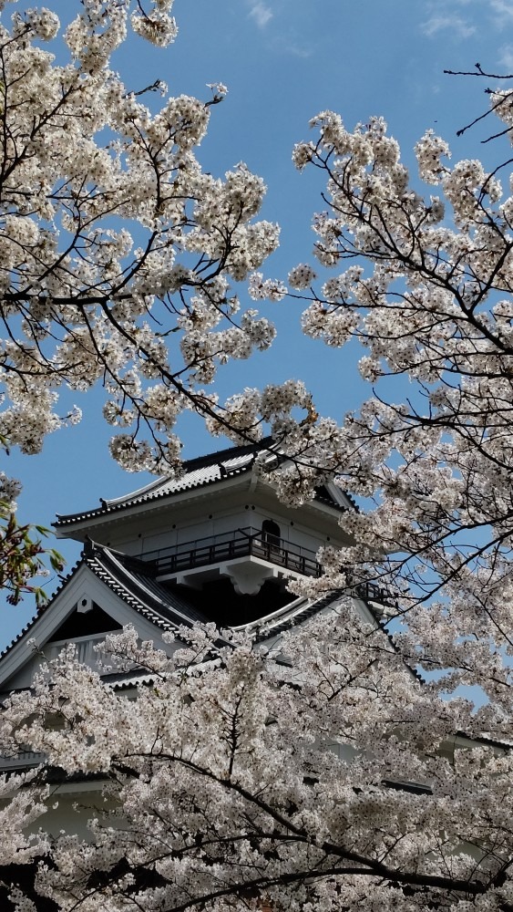 桜と上山城