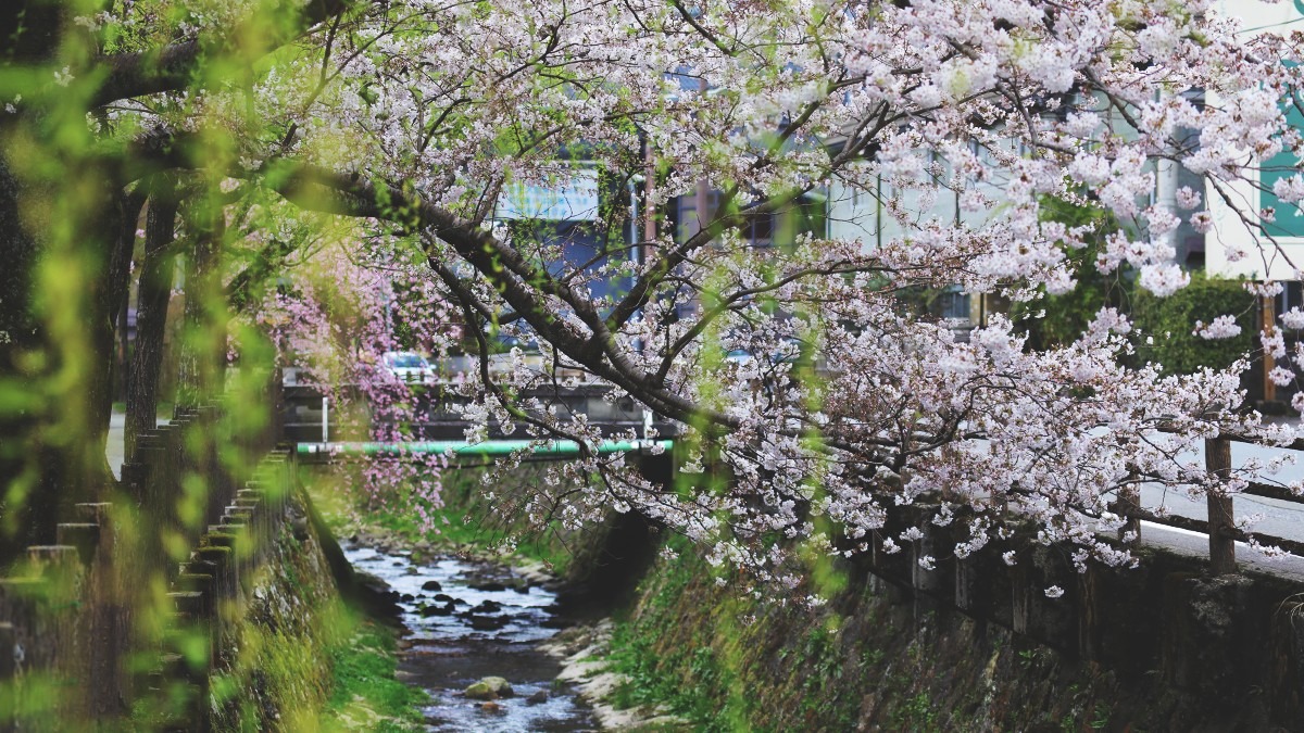 城の崎にて〜桜の細道①〜