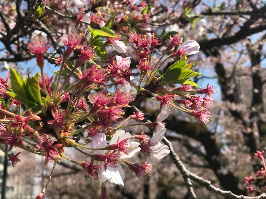 もう葉っぱが…🌸🌿