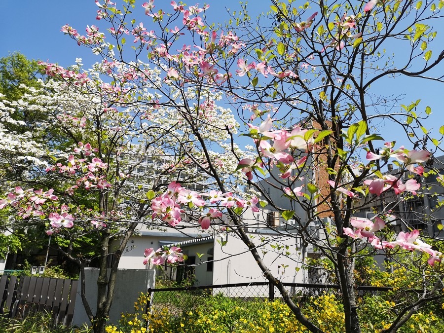 桜の次は・・・✨