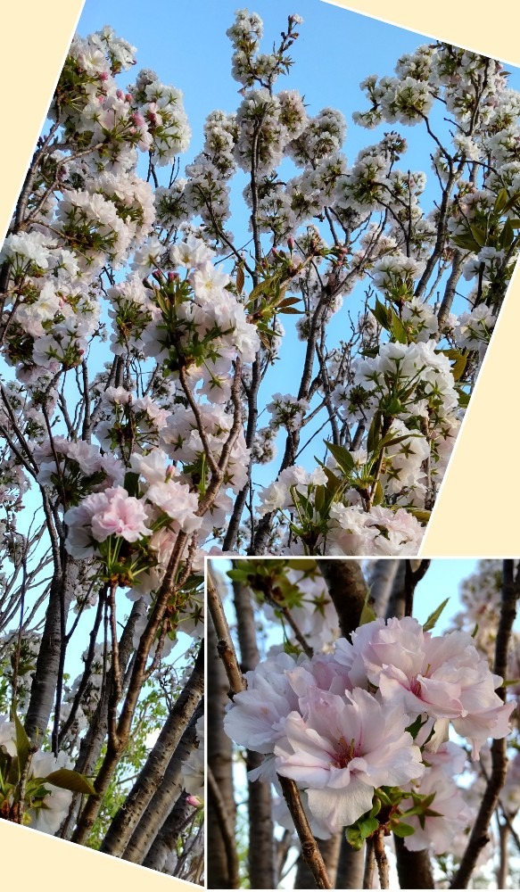 桜🌸天の川（アマノガワ）🙌