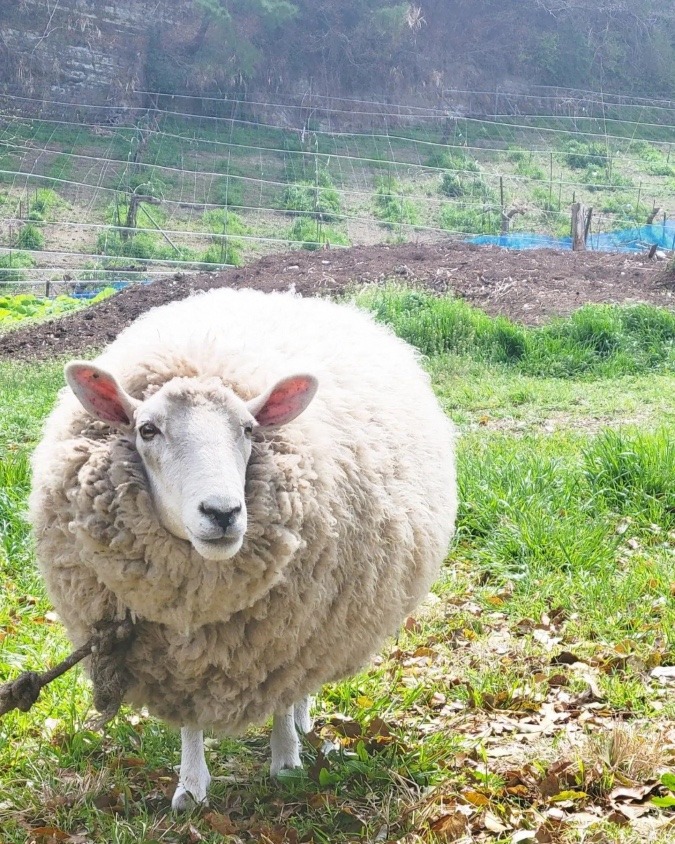 羊もよく見れば可愛いい🐑🐏