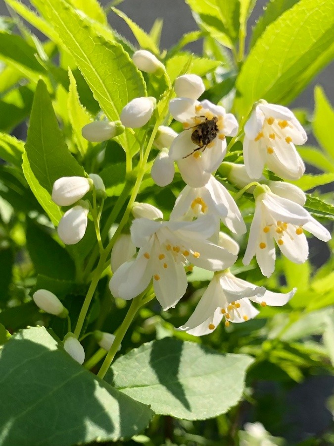 お食事中ですか🐝