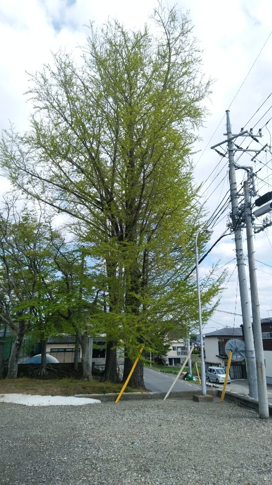 お寺の銀杏