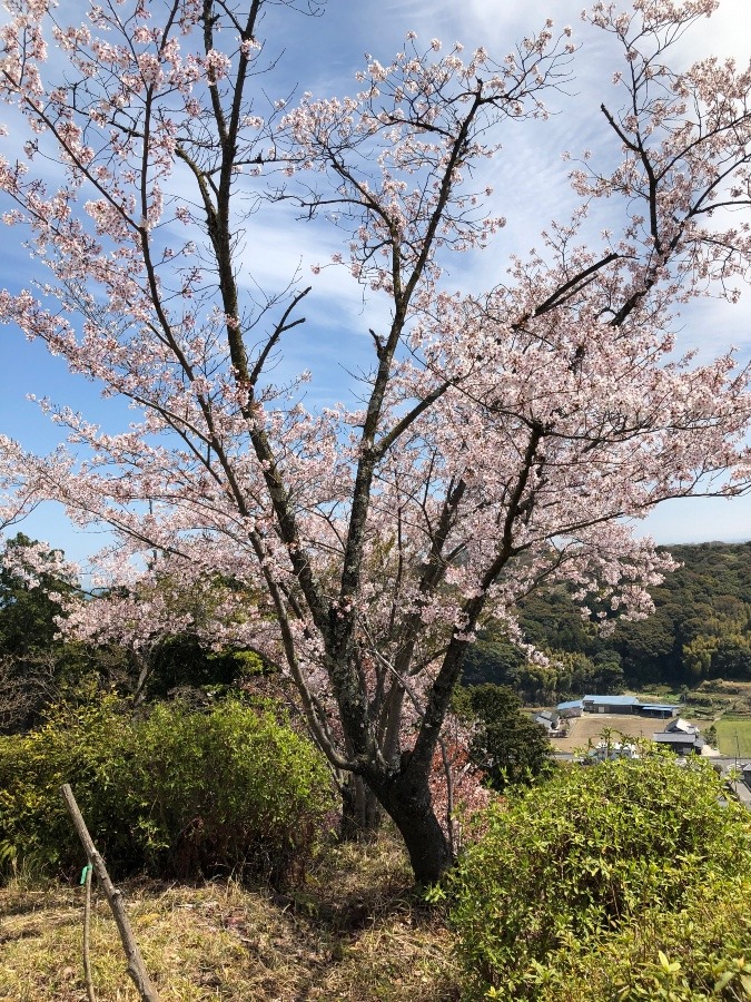 お花見