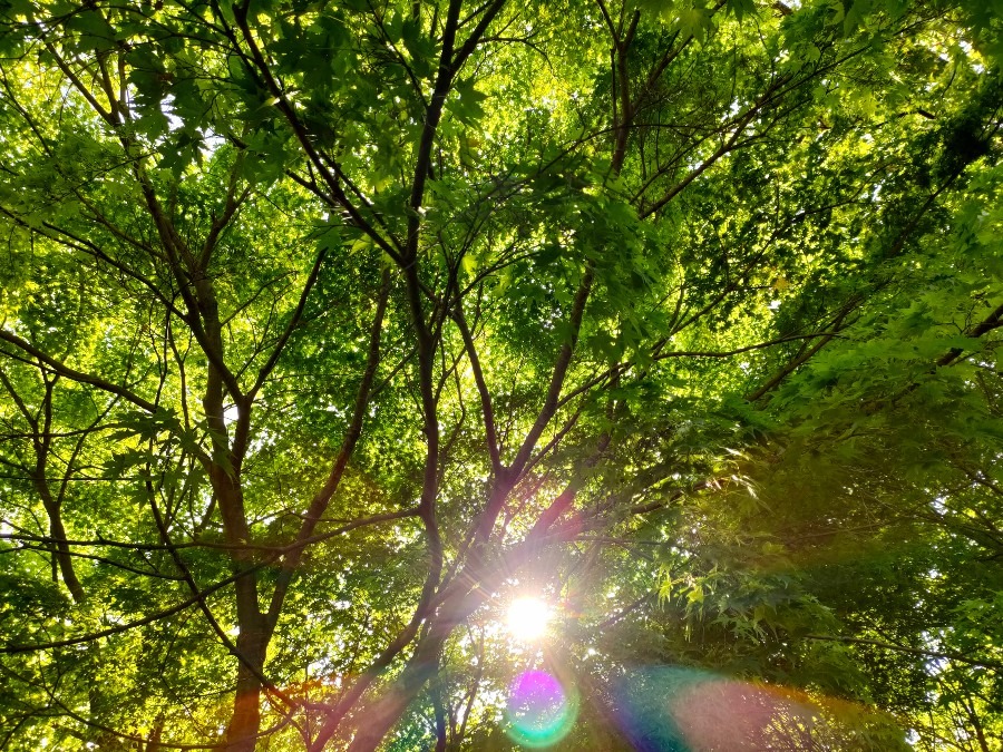 5月を感じる🌿