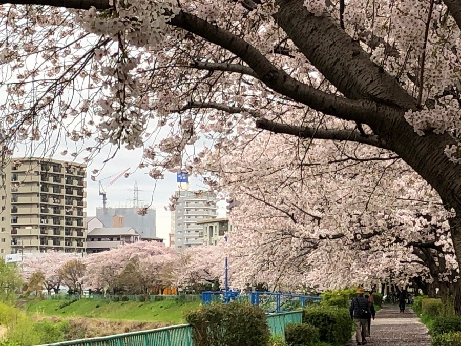 雨にも負けず❣️