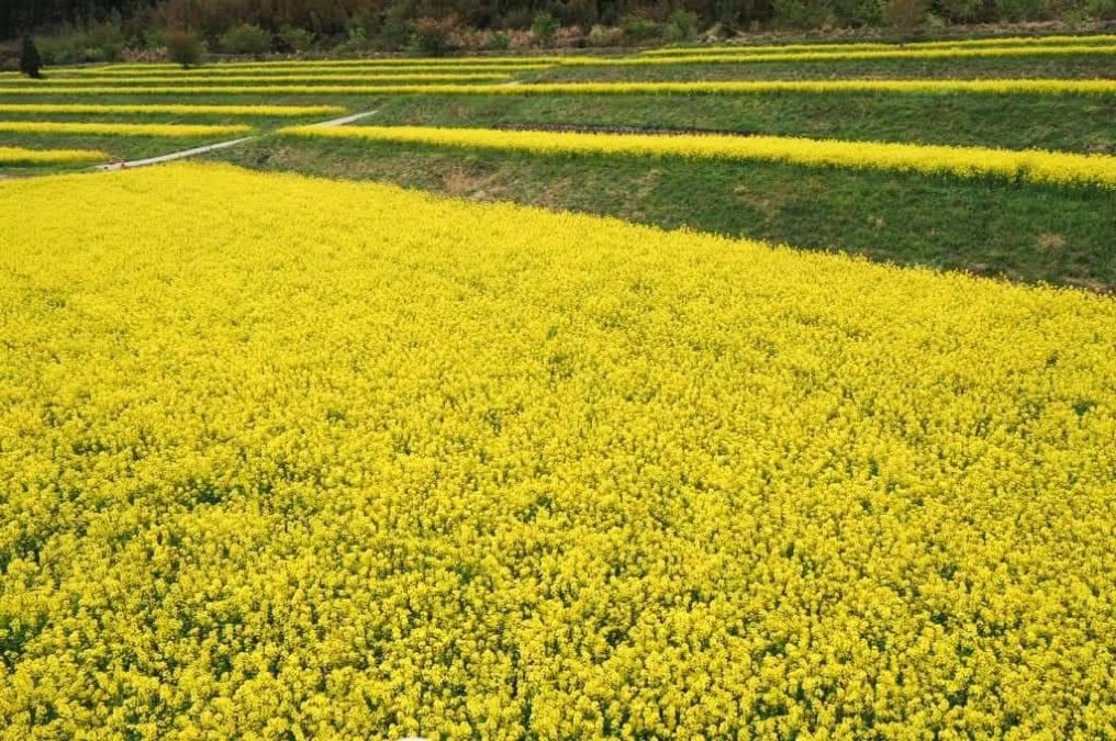 むつみ  菜の花ロード