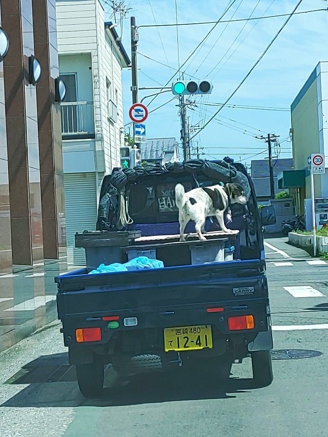 安全運転してくれ【ワン】🚙💨🐶