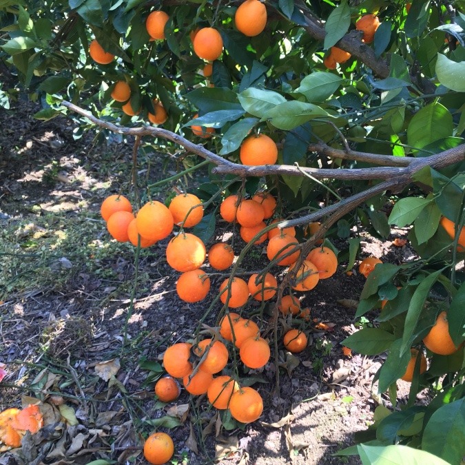 ✨✨タロッコみかん🍊販売中