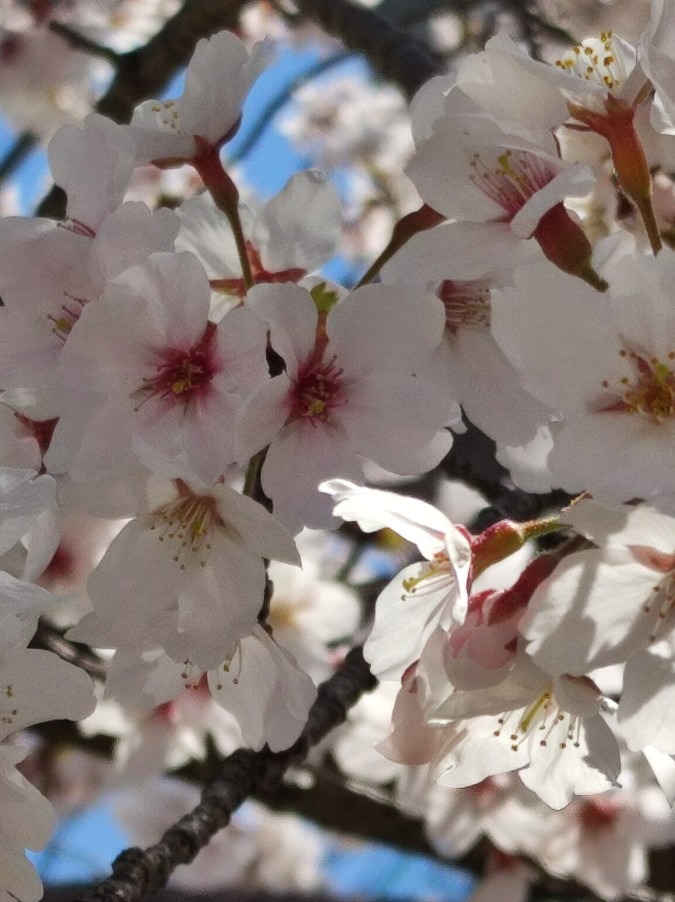 桜🌸