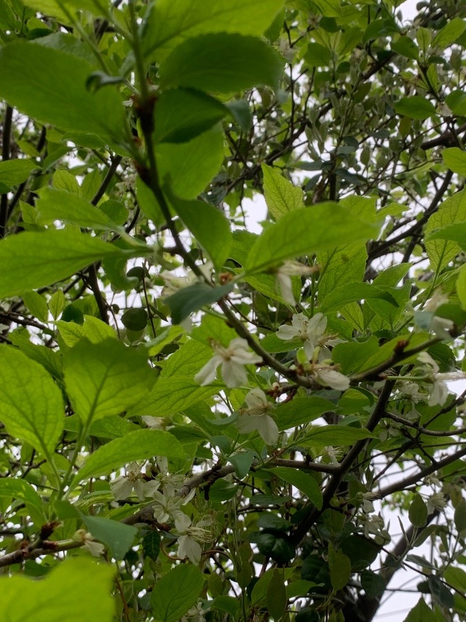 プルーンの花が満開