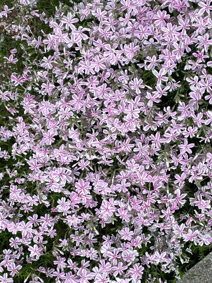 紫の花、綺麗だなぁ〜🥰