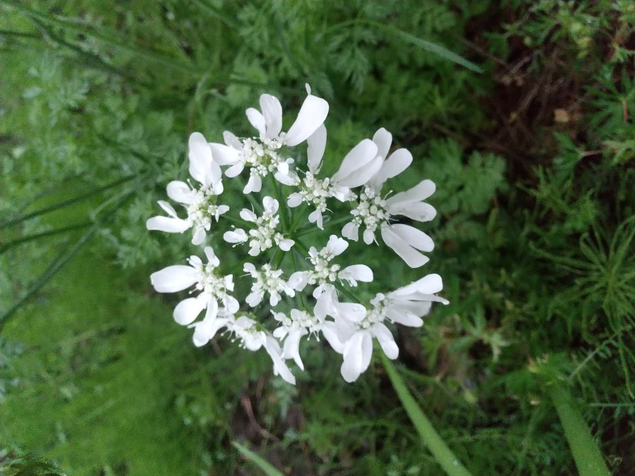 今日出会った花②