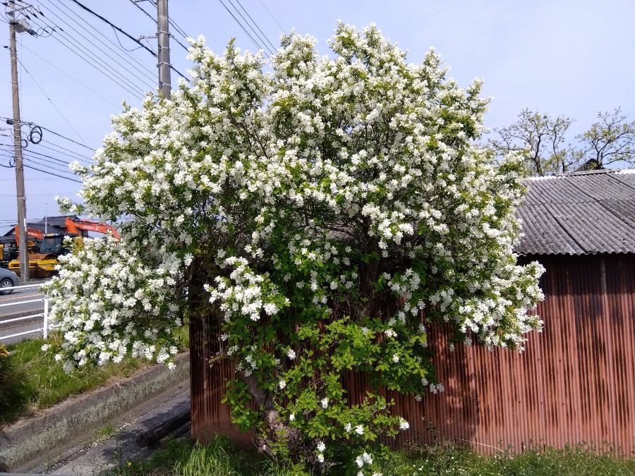 何という木🌳でしょう?