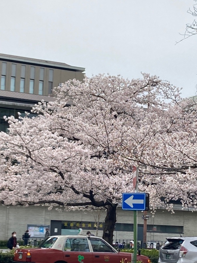 JR二条駅の桜❣️