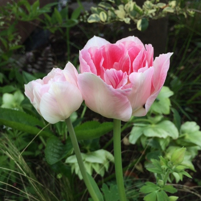 チューリップ 八重の花びら